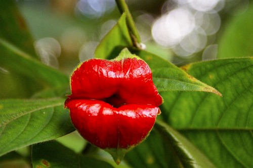 10 Bunga cantik berbentuk unik ini dijamin bikin kamu berdecak kagum