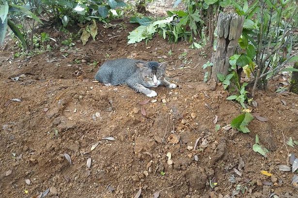 Kucing ini rutin datangi makam pemiliknya selama setahun, sedih deh