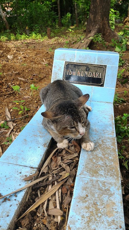 Kucing ini rutin datangi makam pemiliknya selama setahun, sedih deh