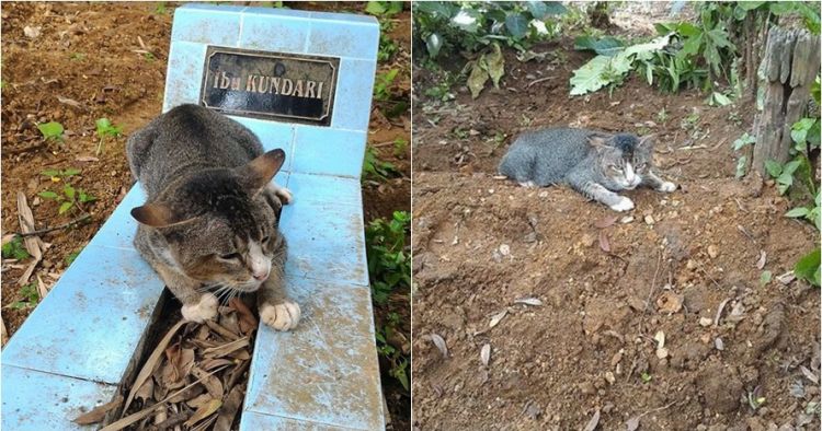 Kucing ini rutin datangi makam pemiliknya selama setahun, sedih d