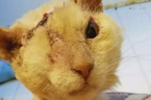 Buta karena kecelakaan, wajah kucing ini tetap lucu & bikin gemas