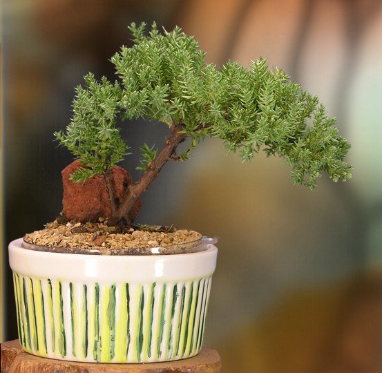18 model bonsai ini bisa jadi hiasan halaman rumahmu biar tambah sejuk