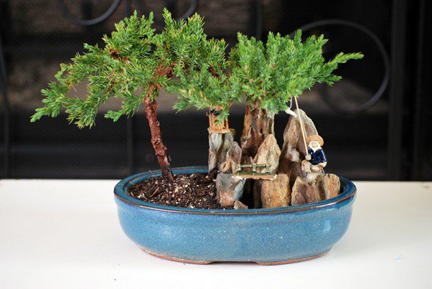 bonsai sejuk - bonsai sejuk -