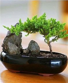 bonsai sejuk - bonsai sejuk -