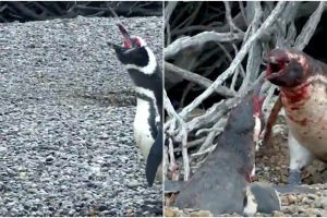 Penguin jantan ini hajar selingkuhan istrinya, endingnya bikin nyesek