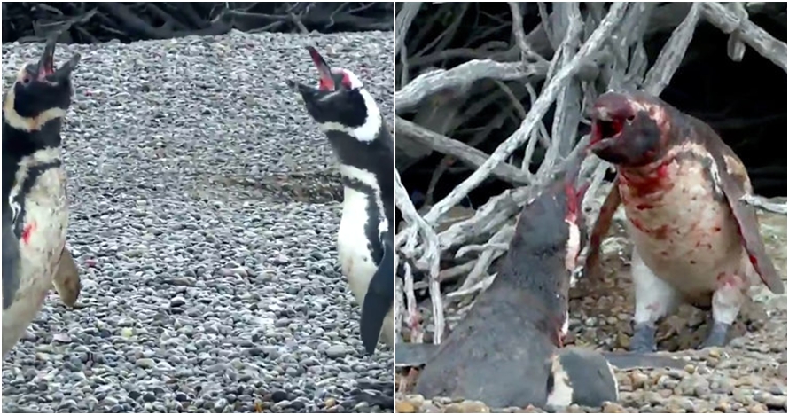 Penguin jantan ini hajar selingkuhan istrinya, endingnya bikin nyesek