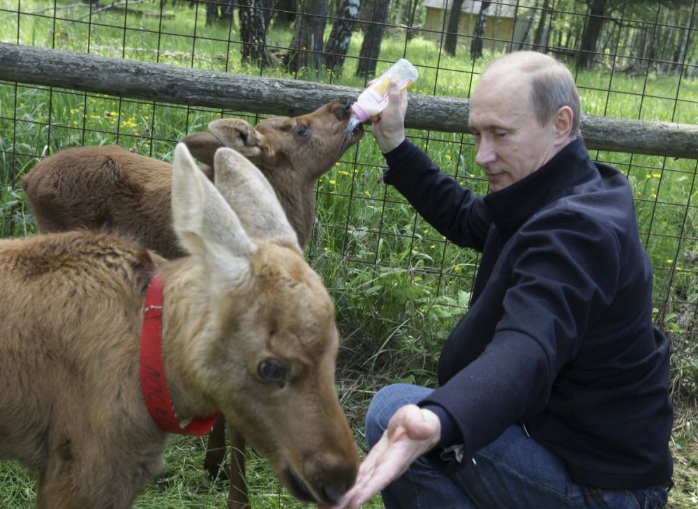 Tak cuma berwibawa, 15 foto ini bukti Vladimir Putin penyayang hewan
