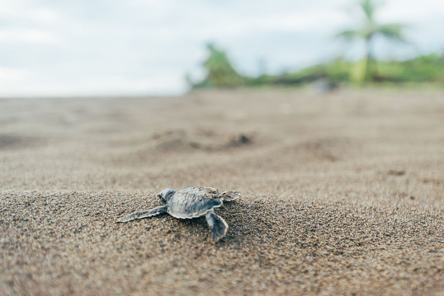 tukik lucu © 2016 Boredpanda tukik lucu © 2016 Boredpanda
