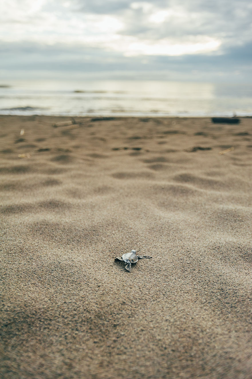 tukik lucu © 2016 Boredpanda tukik lucu © 2016 Boredpanda