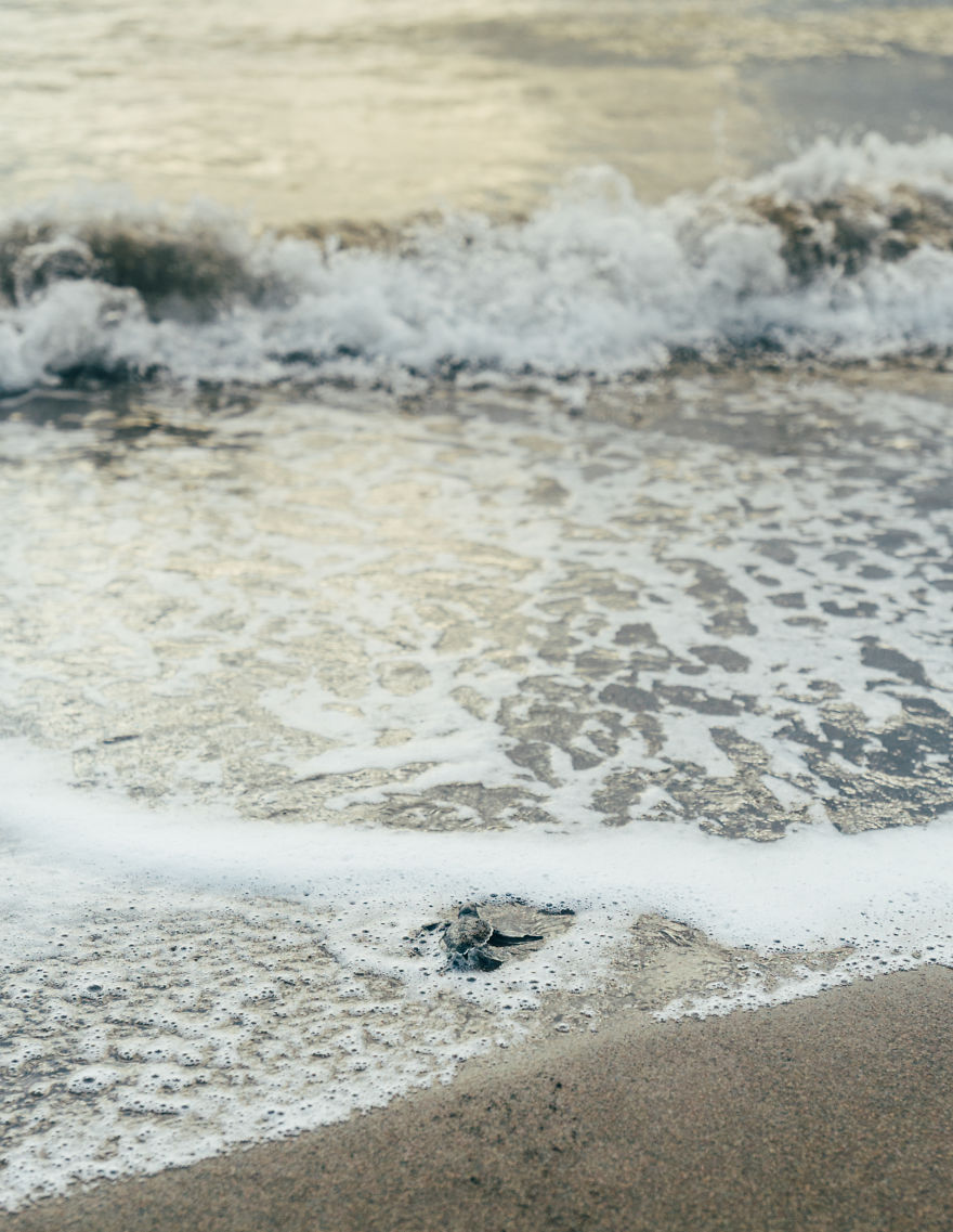 tukik lucu © 2016 Boredpanda tukik lucu © 2016 Boredpanda