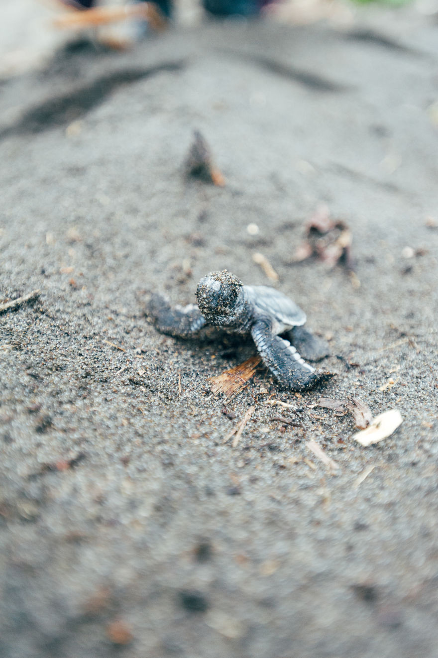 tukik lucu © 2016 Boredpanda tukik lucu © 2016 Boredpanda