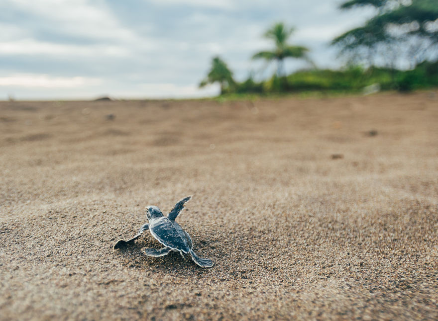 8 Foto perjalanan anak penyu menuju laut ini lucu banget