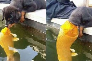10 Editan foto anak anjing cium ikan ini bikin ngakak