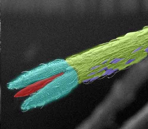 Foto makro keren © 2016 berbagai sumber