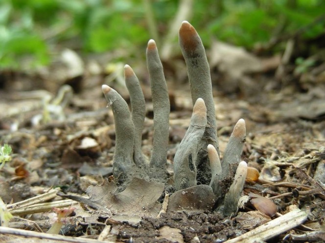 Jamur ini unik banget, bentuknya mirip jari tangan manusia