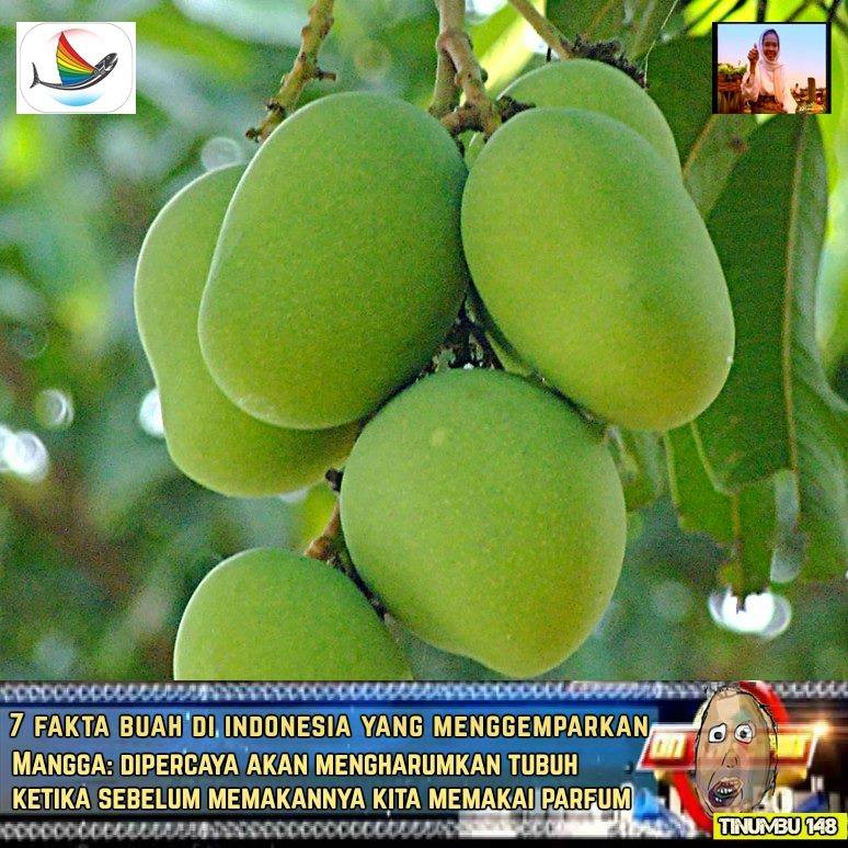 fakta buah lucu © 2016 Facebook fakta buah lucu © 2016 Facebook