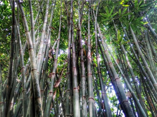 mitos 6 pohon © 2016 brilio.net mitos 6 pohon © 2016 brilio.net