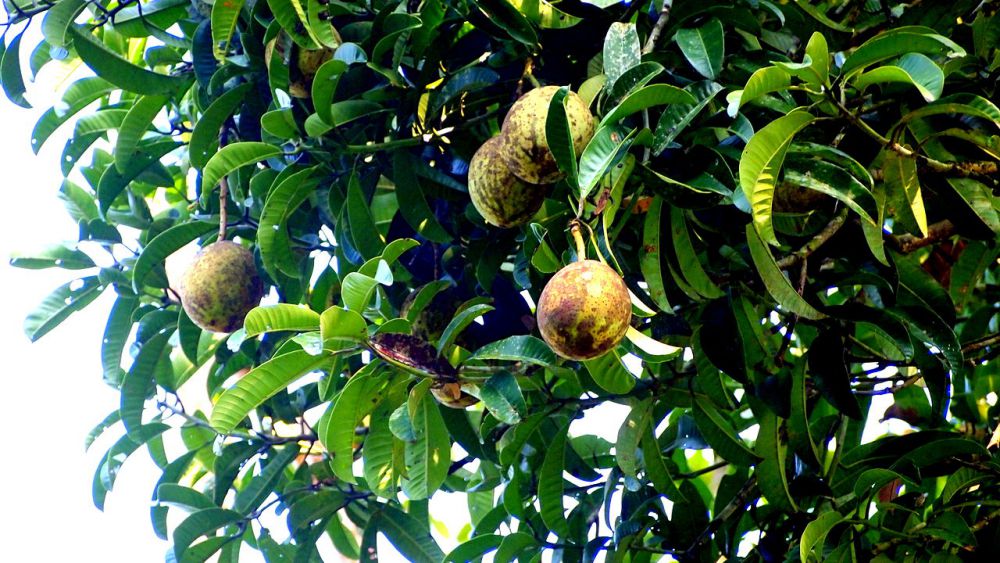 mitos 6 pohon © 2016 brilio.net mitos 6 pohon © 2016 brilio.net