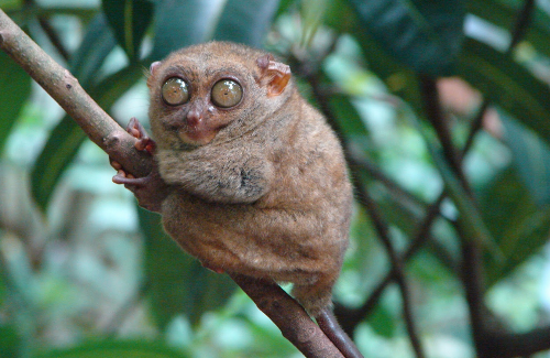 Manado Bunaken idnusantara.com Manado Bunaken idnusantara.com