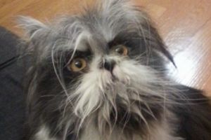 Ini anjing atau kucing? Foto viral ini bikin netizen berdebat sengit