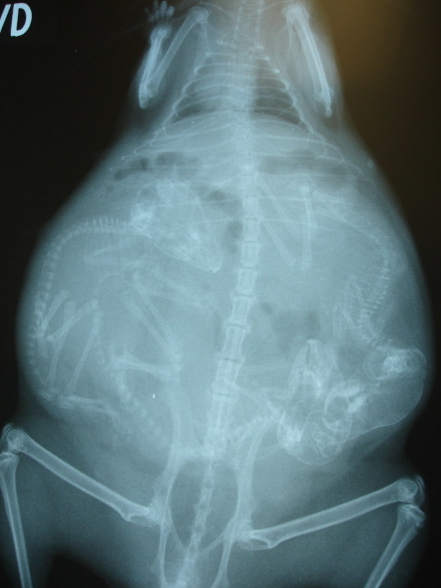 13 Penampakan hewan hamil di X-Ray, nggak nyangka banget