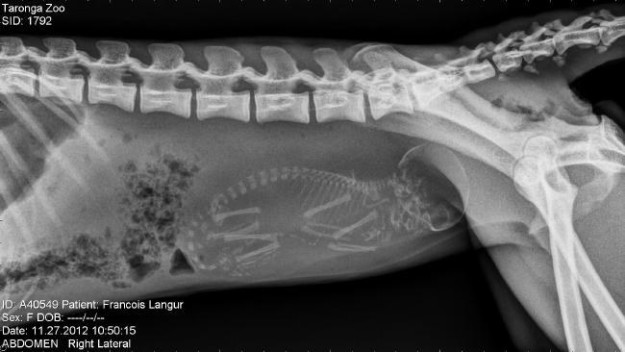 13 Penampakan hewan hamil di X-Ray, nggak nyangka banget