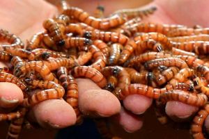 Perusahaan ini hukum karyawan berkinerja buruk makan ulat hidup-hidup