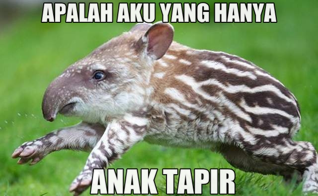 10 Meme tapir ini bikin kamu angkat satu alis, kriuk banget