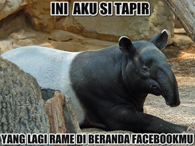 10 Meme tapir ini bikin kamu angkat satu alis, kriuk banget