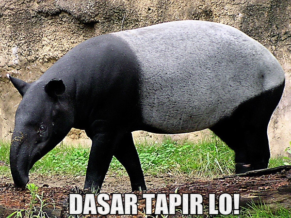 Meme Tapir © 2016 brilio.net