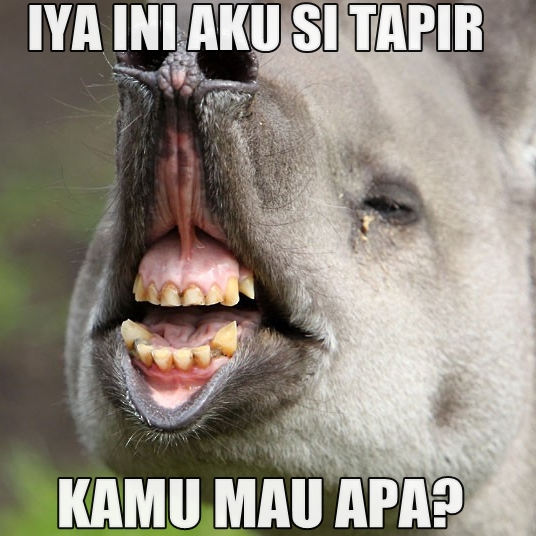 10 Meme tapir ini bikin kamu angkat satu alis, kriuk banget