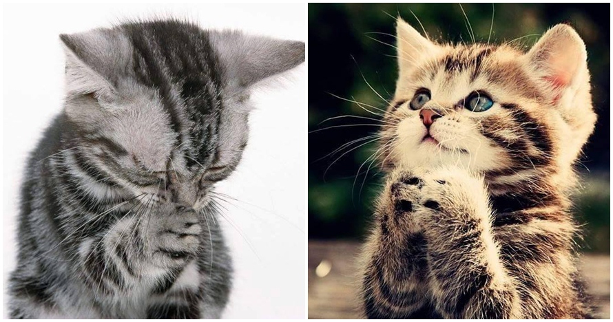 16 Ekspresi hewan sedang 'berdoa' ini super ngegemesin, cubanget dah