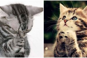 16 Ekspresi hewan sedang 'berdoa' ini super ngegemesin, cubanget dah