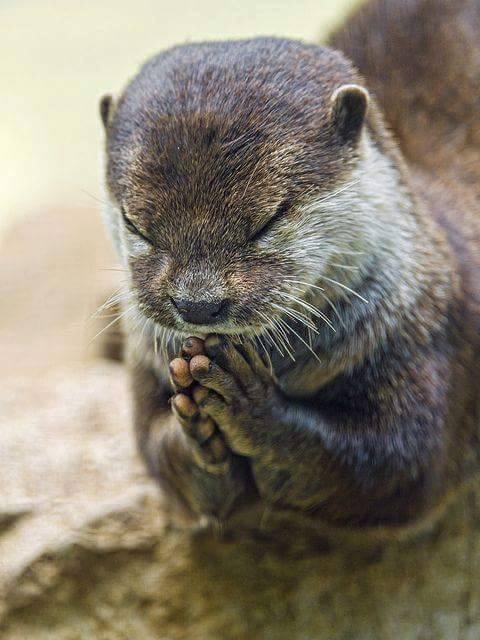 16 Ekspresi hewan sedang 'berdoa' ini super ngegemesin, cubanget dah