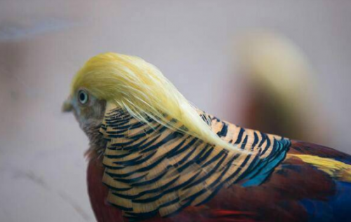 Punya jambul bak rambut Donald Trump, foto burung ini viral banget