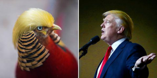 Punya jambul bak rambut Donald Trump, foto burung ini viral banget
