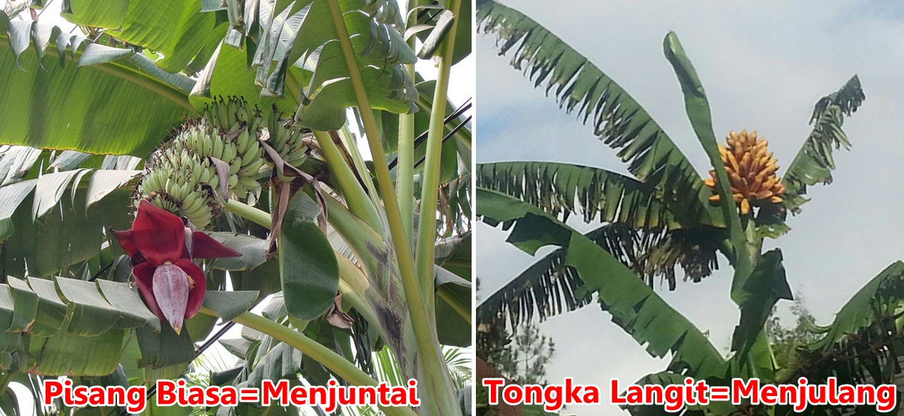 Pisang asli Maluku ini unik lho, tumbuhnya menjulang langit