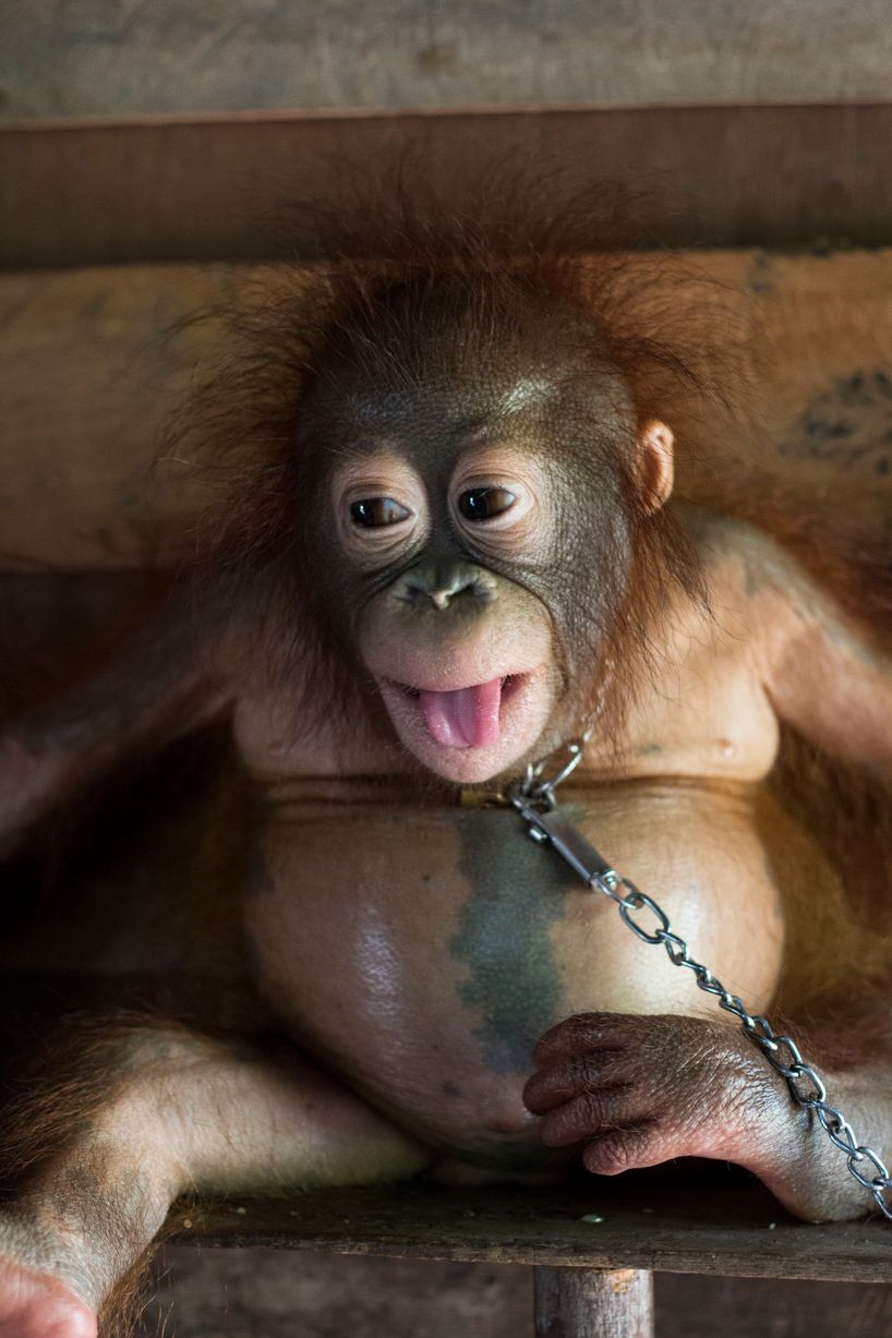 10 Foto bayi orangutan yang dirantai di dapur ini sungguh miris