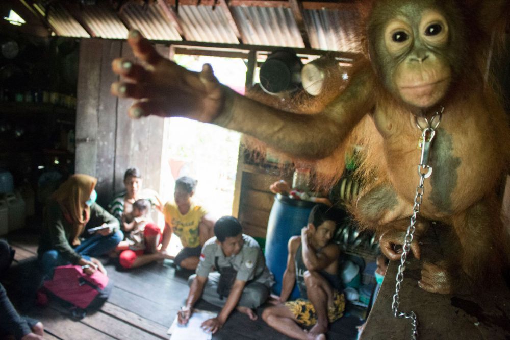 10 Foto bayi orangutan yang dirantai di dapur ini sungguh miris