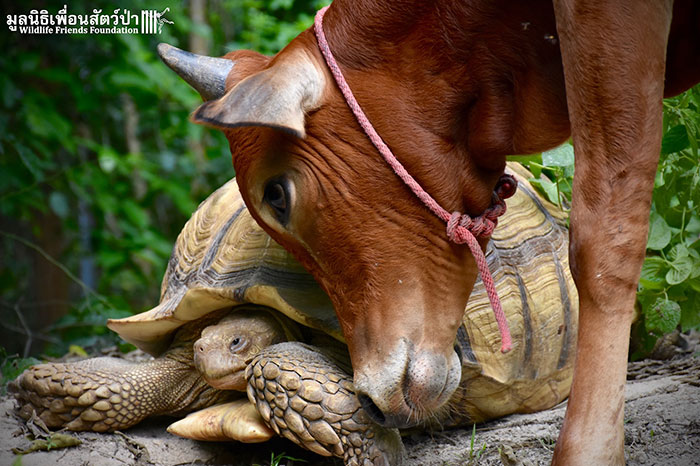 Potret persahabatan kura-kura & anak sapi pincang ini bikin haru