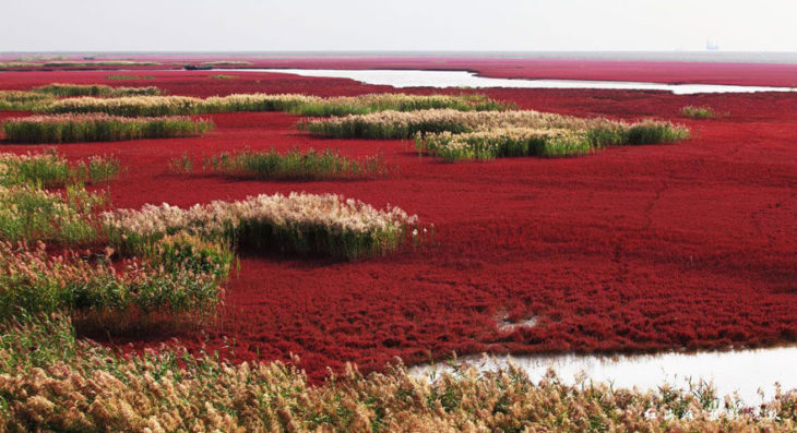 pantai berwarna merah di china © 2016 cubebreaker