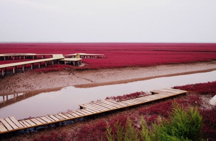 pantai berwarna merah di china © 2016 cubebreaker