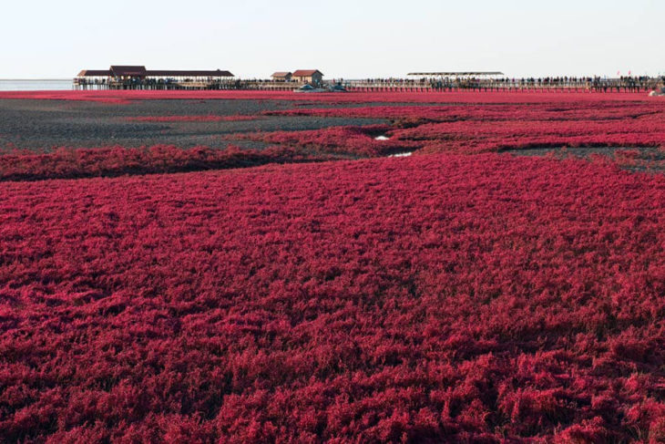 pantai berwarna merah di china © 2016 cubebreaker