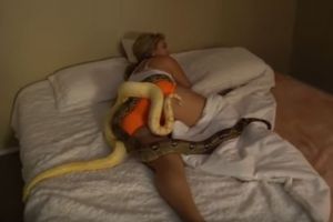 Keterlaluan, pria ini jahili kekasihnya dengan lempar dua ular piton