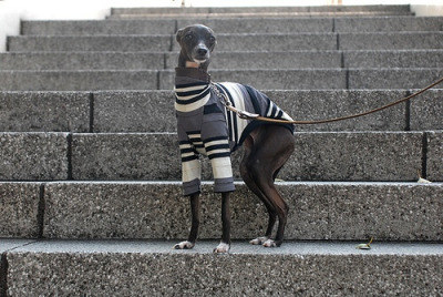 12 Foto bukti anjing berkaki tinggi ini berbakat  jadi model, wow