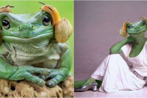 15 Foto editan katak dengan 2 siput nempel di kepala ini kocak banget