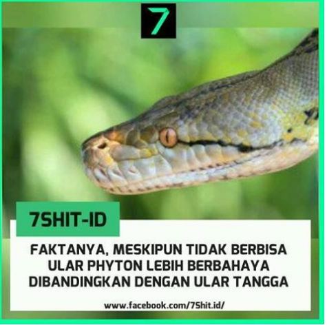 pengetahuan lucu  7SHIT-ID