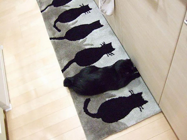 10 Foto ini buktikan kucing pintar berkamuflase, ngegemesin banget