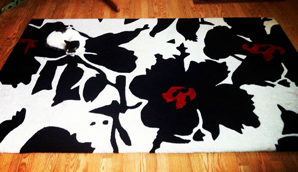 kamuflase kucing © 2016 brilio.net