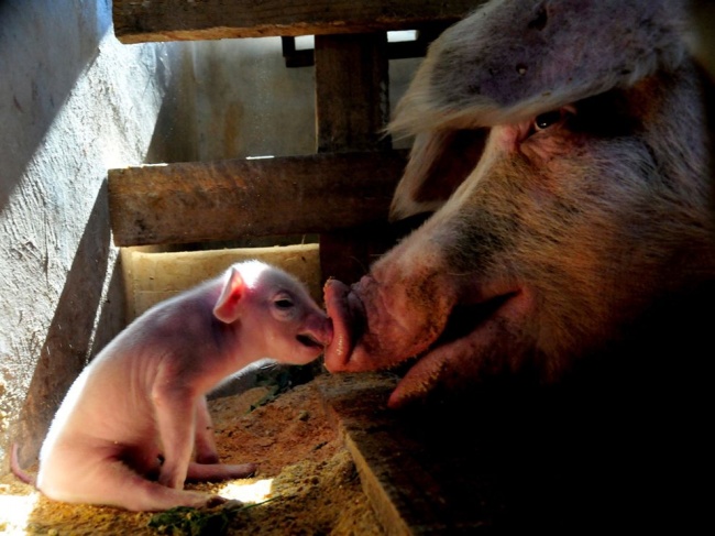 12 Foto saat hewan tunjukkan kasih sayang kepada anaknya ini keren